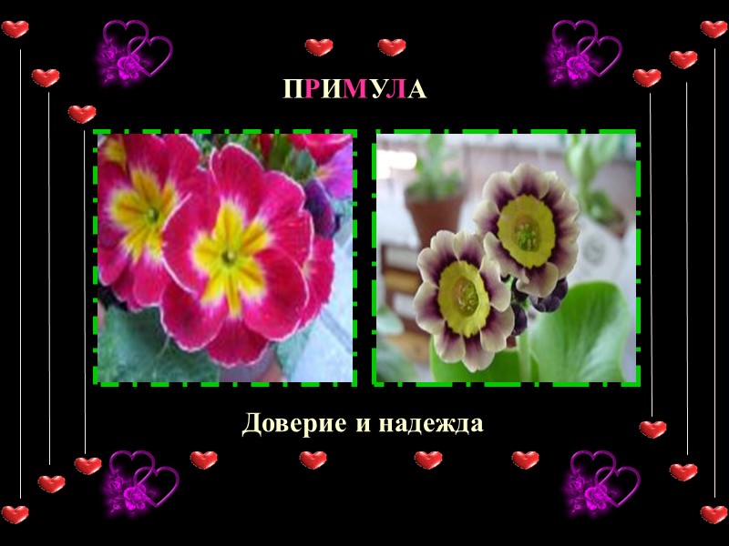 ПРИМУЛА Доверие и надежда